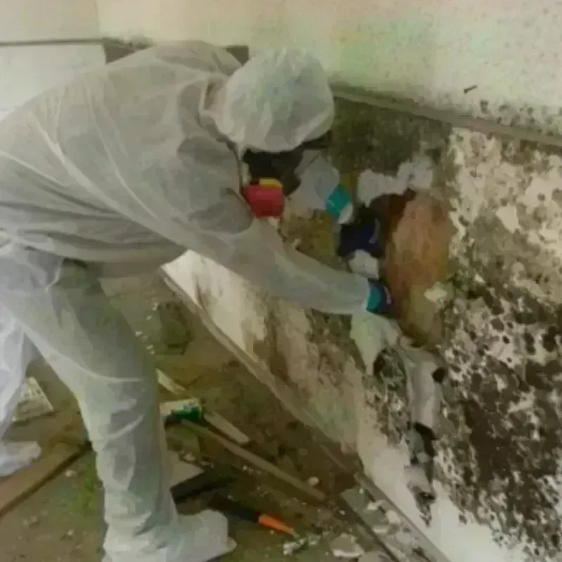 Mold Remediation and Removal in Dollar Corner, WA